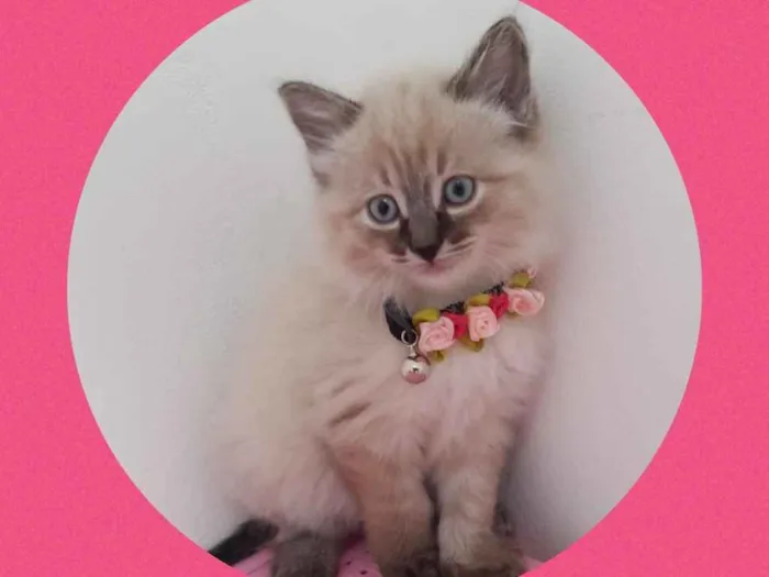 Gato ra a Srd idade 2 a 6 meses nome Cloe