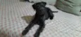 Dengoso