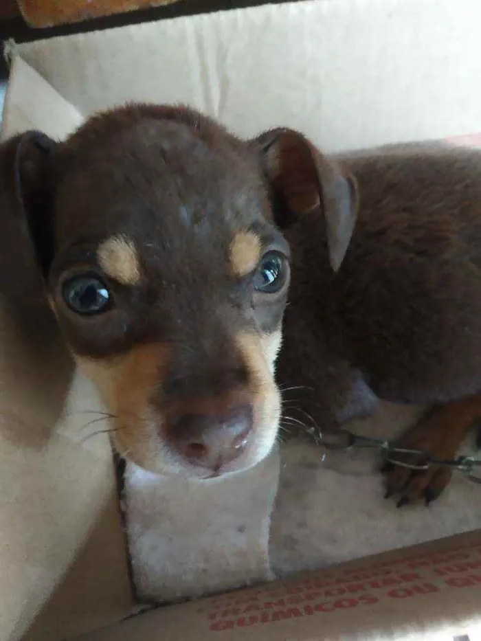 Cachorro ra a Sem raça idade 2 a 6 meses nome Bella
