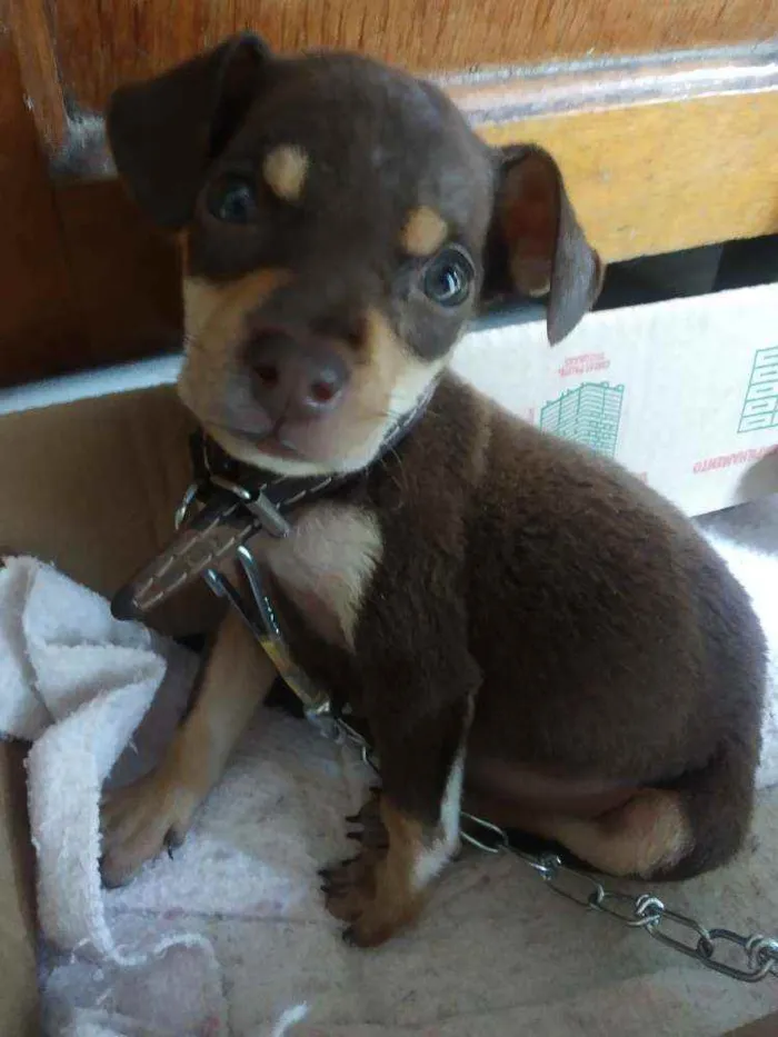 Cachorro ra a Sem raça idade 2 a 6 meses nome Bella