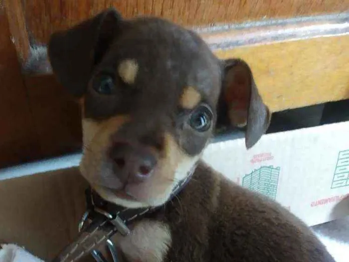 Cachorro ra a Sem raça idade 2 a 6 meses nome Bella