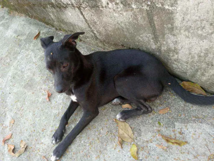 Cachorro ra a  idade 2 anos nome Não tem nome