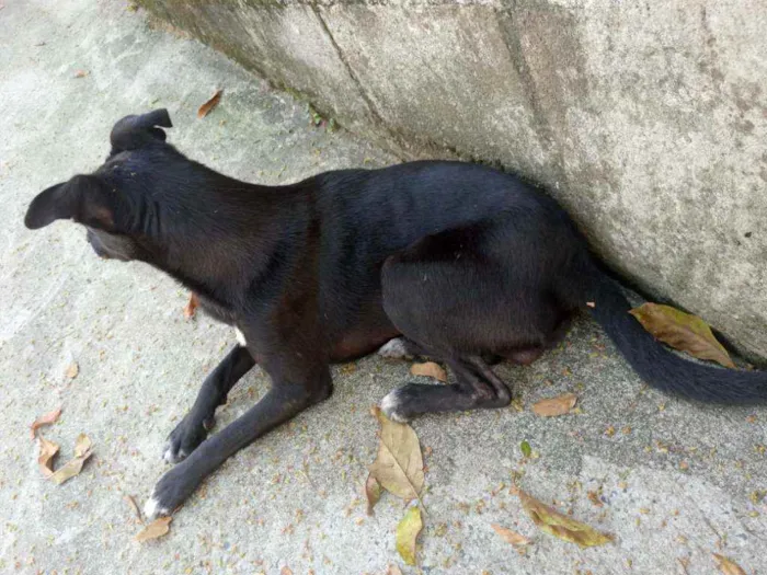 Cachorro ra a  idade 2 anos nome Não tem nome