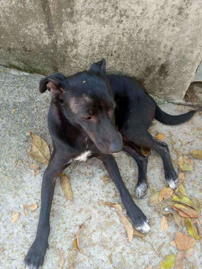 Cachorro ra a  idade 2 anos nome Não tem nome