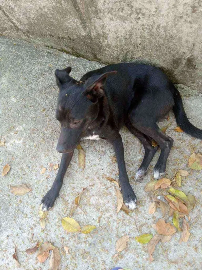 Cachorro ra a  idade 2 anos nome Não tem nome