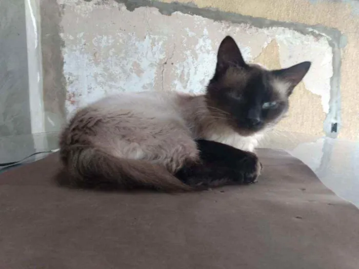 Gato ra a Siamês idade 3 anos nome Branquinho