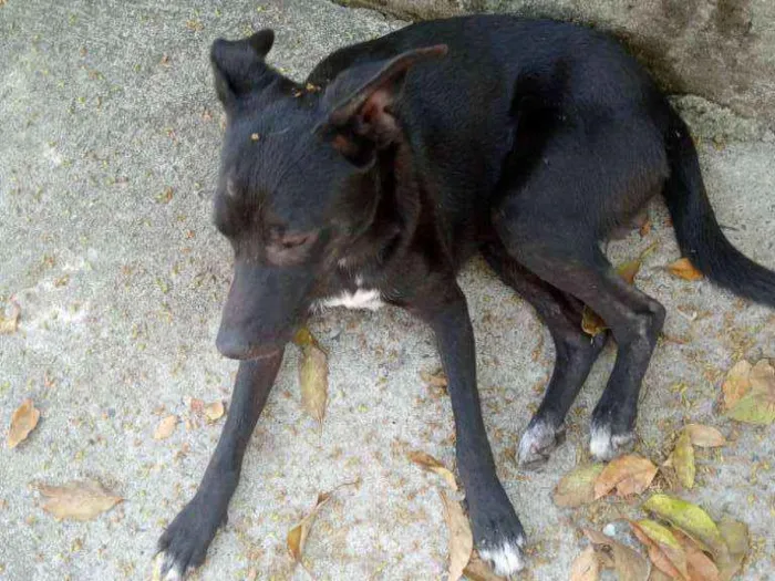 Cachorro ra a  idade 2 anos nome Não tem nome