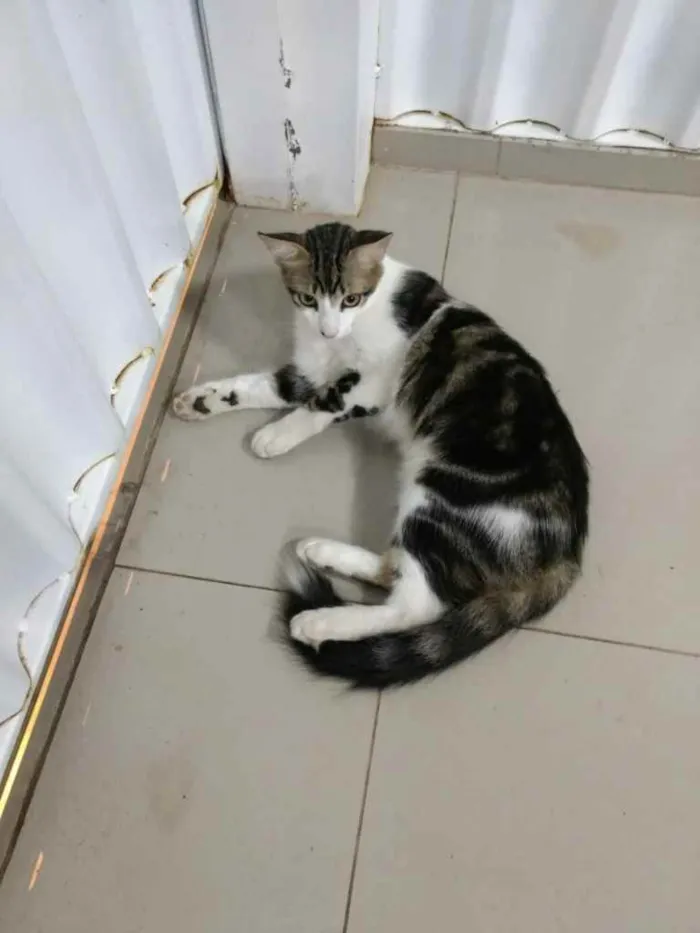 Gato ra a Filhote de mãe siamesa. idade 3 anos nome John