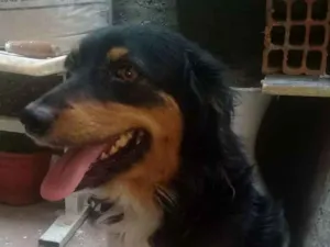 Cachorro raça Paulistinha misturado com pudo idade 4 anos nome Marlon