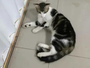 Gato raça Filhote de mãe siamesa. idade 3 anos nome John