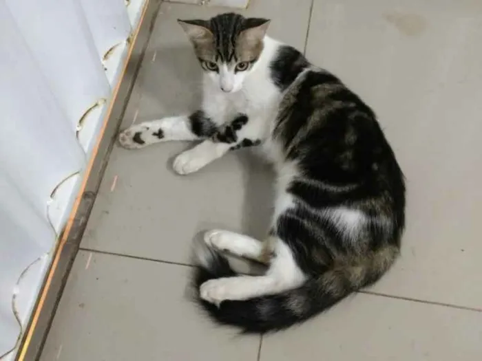 Gato ra a Filhote de mãe siamesa. idade 3 anos nome John