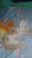 Júnior