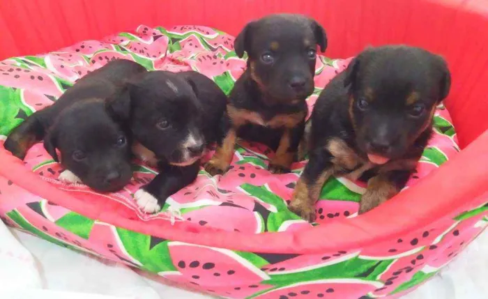 Cachorro ra a Srd idade Abaixo de 2 meses nome Sem nome