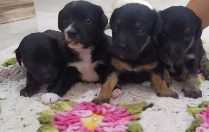 Cachorro ra a Srd idade Abaixo de 2 meses nome Sem nome