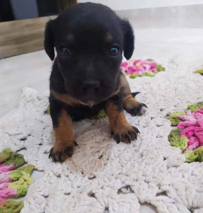 Cachorro ra a Srd idade Abaixo de 2 meses nome Sem nome