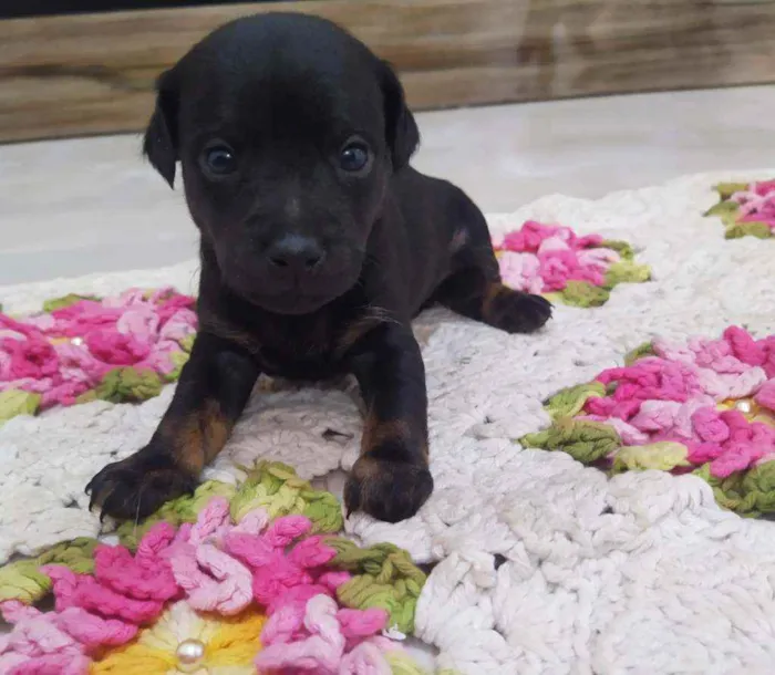 Cachorro ra a Srd idade Abaixo de 2 meses nome Sem nome