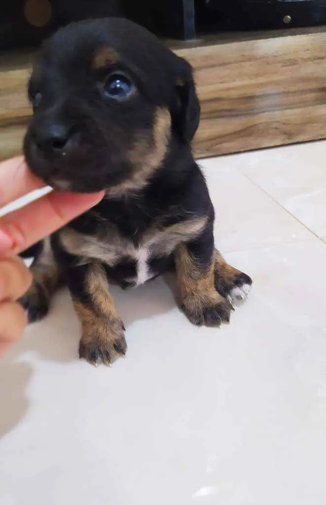 Cachorro ra a Srd idade Abaixo de 2 meses nome Sem nome