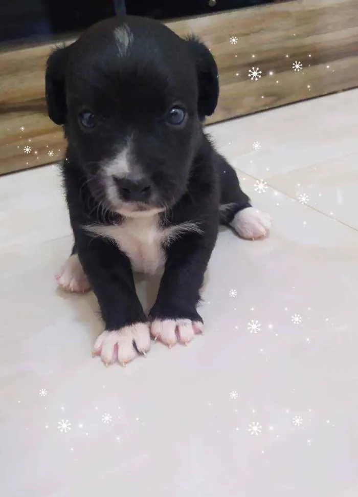 Cachorro ra a Srd idade Abaixo de 2 meses nome Sem nome