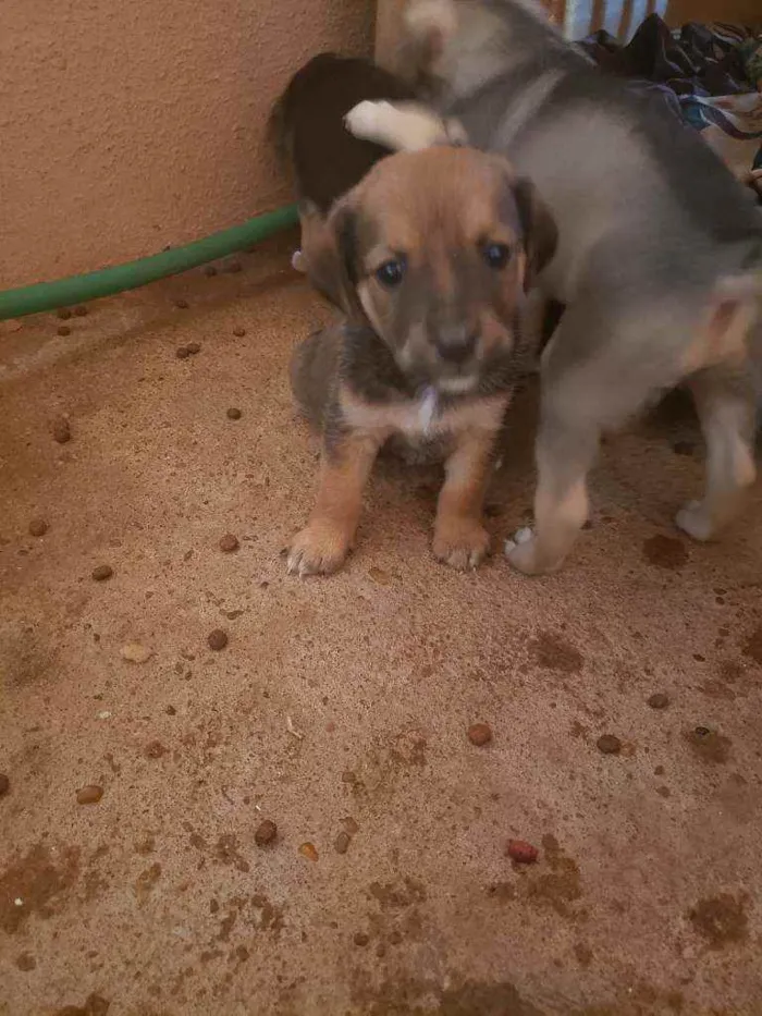 Cachorro ra a  idade Abaixo de 2 meses nome Sem nomes