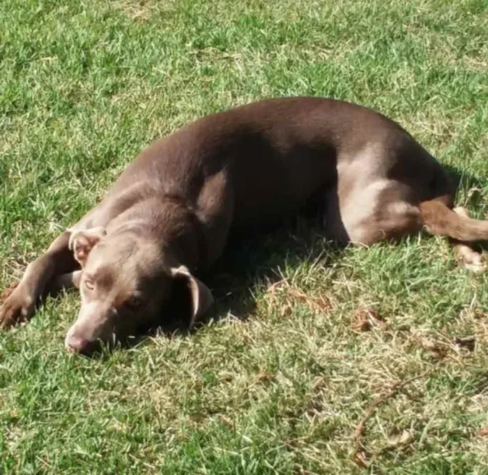 Cachorro ra a Weimaraner idade 2 anos nome Luna