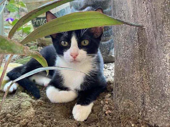 Gato ra a  idade 2 a 6 meses nome Sem nome