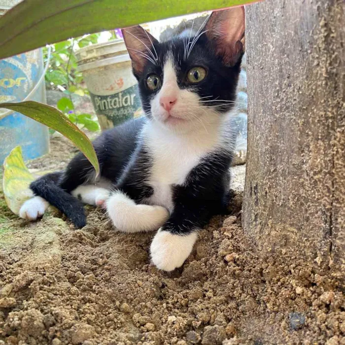 Gato ra a  idade 2 a 6 meses nome Sem nome