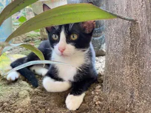 Gato raça  idade 2 a 6 meses nome Sem nome