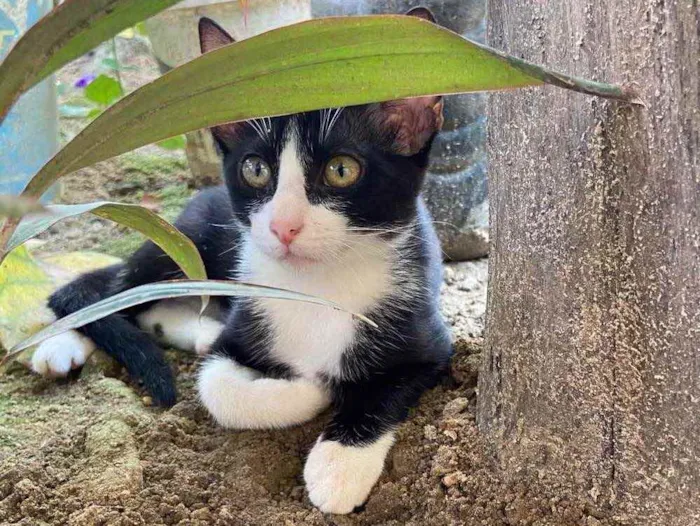 Gato ra a  idade 2 a 6 meses nome Sem nome