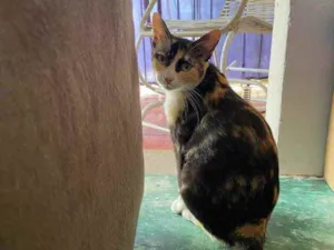 Gato raça  idade 1 ano nome Sem nome