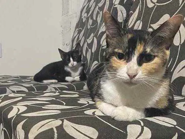 Gato ra a  idade 1 ano nome Sem nome