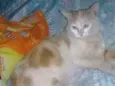 Júnior
