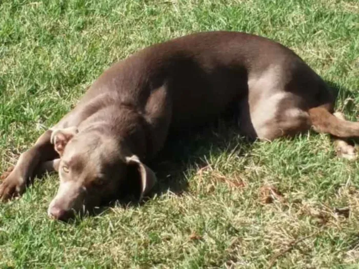 Cachorro ra a Weimaraner idade 2 anos nome Luna