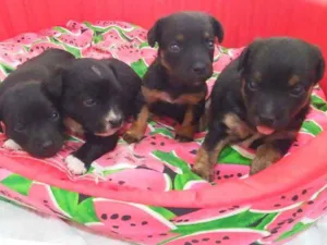 Cachorro raça Srd idade Abaixo de 2 meses nome Sem nome