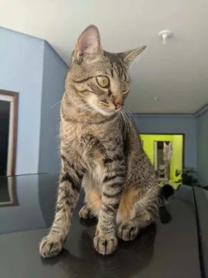 Gato raça Vira-Lata idade 1 ano nome Mirai