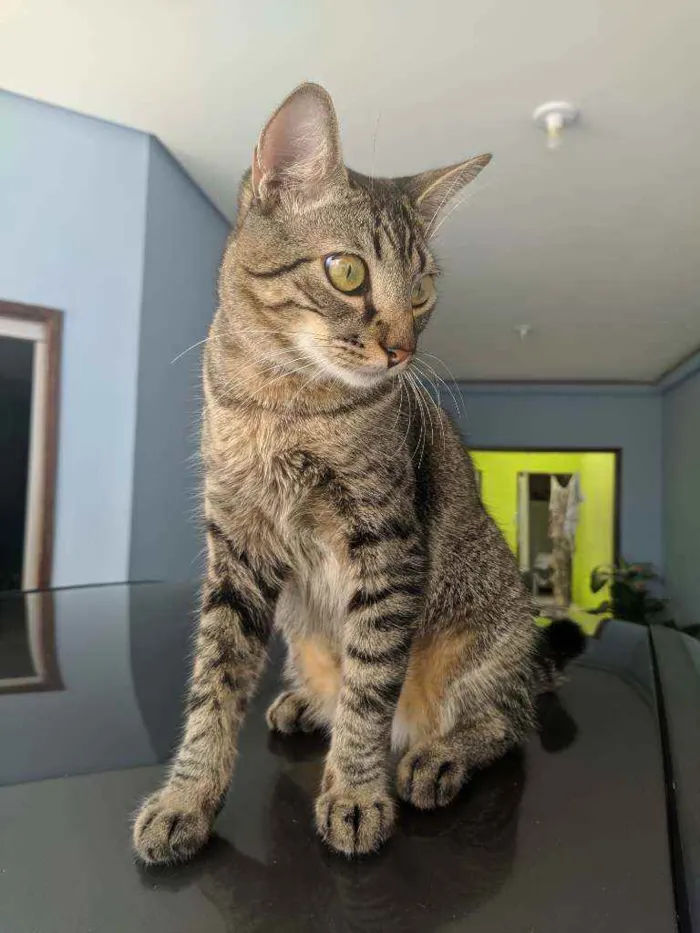Gato ra a Vira-Lata idade 1 ano nome Mirai