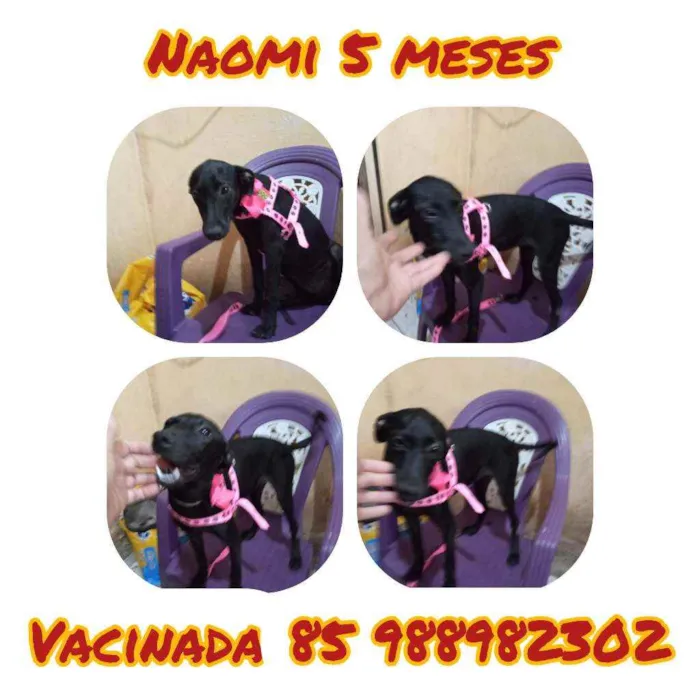 Cachorro ra a  idade 2 a 6 meses nome Naomi