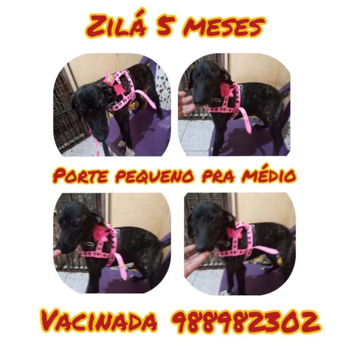Cachorro ra a Srd idade 2 a 6 meses nome Zila
