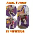 Angel 