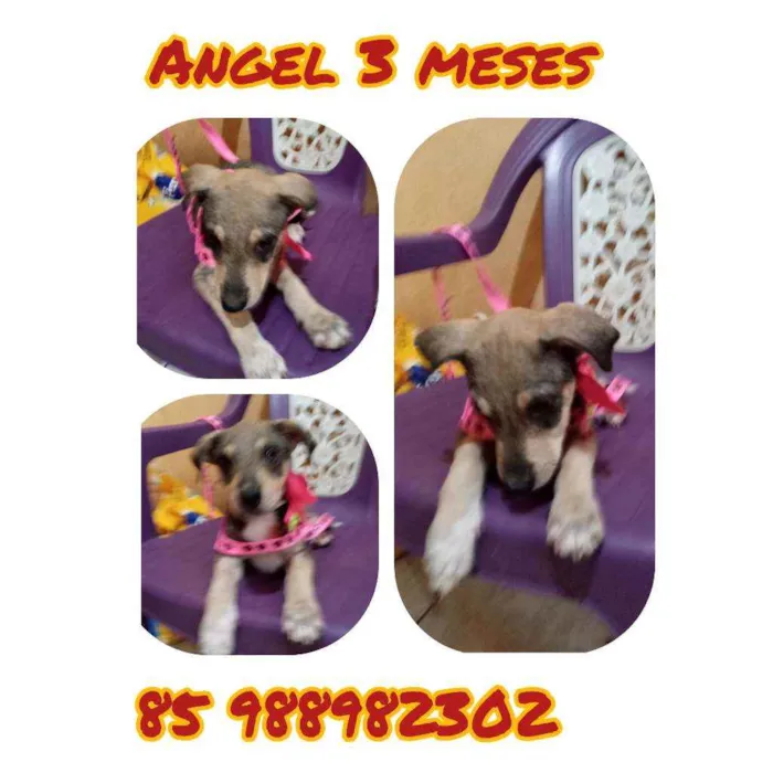 Cachorro ra a Srd idade 2 a 6 meses nome Angel 
