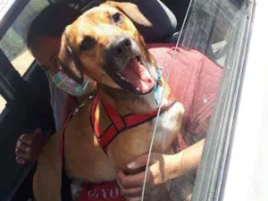 Cachorro raça SRD idade 1 ano nome Pitico
