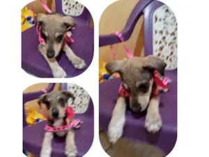 Cachorro raça Srd idade 2 a 6 meses nome Angel 