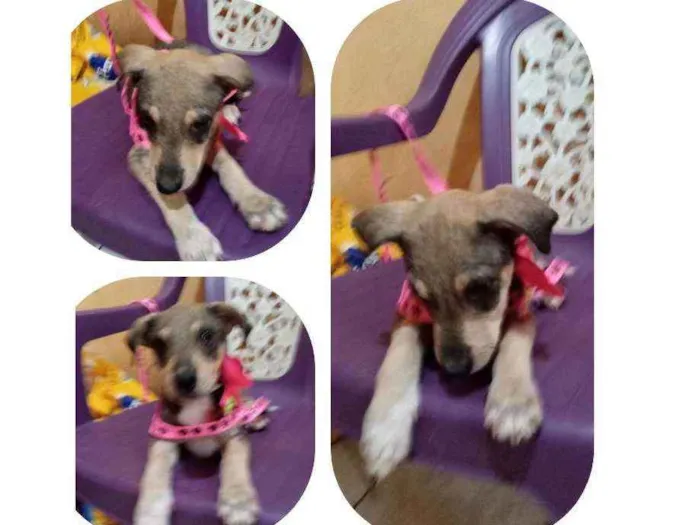 Cachorro ra a Srd idade 2 a 6 meses nome Angel 
