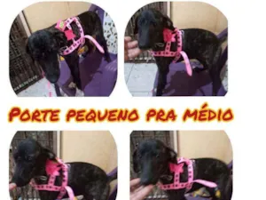 Cachorro raça Srd idade 2 a 6 meses nome Zila