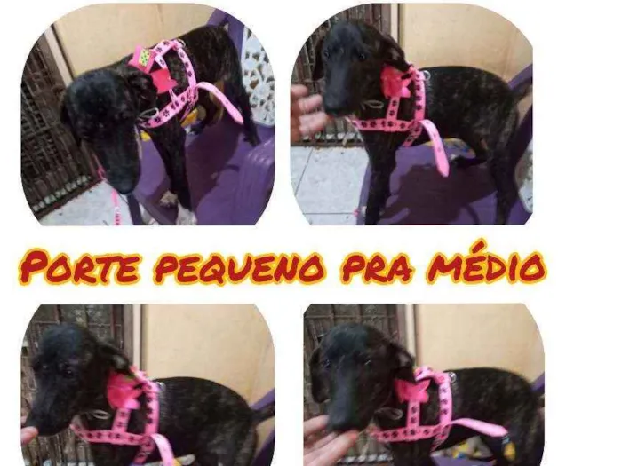Cachorro ra a Srd idade 2 a 6 meses nome Zila