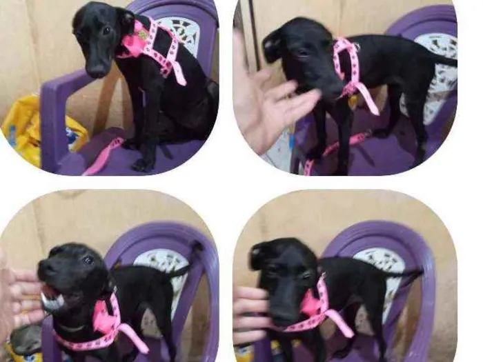 Cachorro ra a  idade 2 a 6 meses nome Naomi