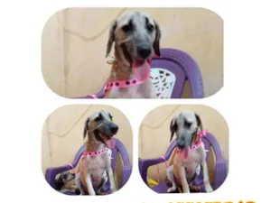 Cachorro raça Srd idade 2 a 6 meses nome Paty