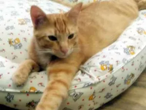 Gato raça SRD idade 7 a 11 meses nome BRED