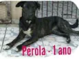 Perola