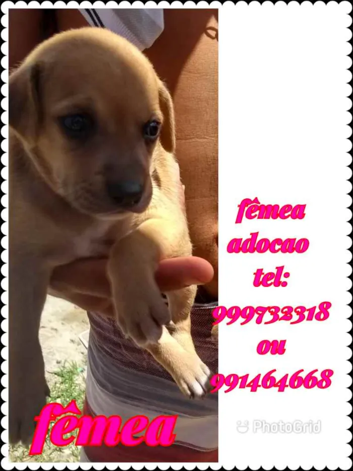 Cachorro raça Srd idade Abaixo de 2 meses nome Filhote