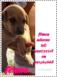 Filhote